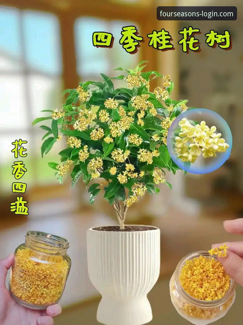四季新版功能你真的会用吗？这些隐藏技巧让你的体验翻倍！